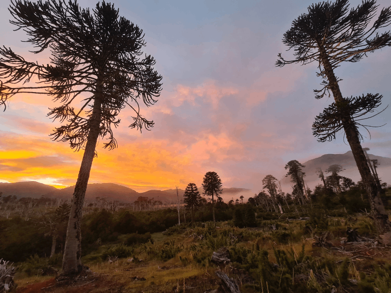 Mil Hect Reas De Bosque Nativo Ha Perdido La Zona Centro Sur Del